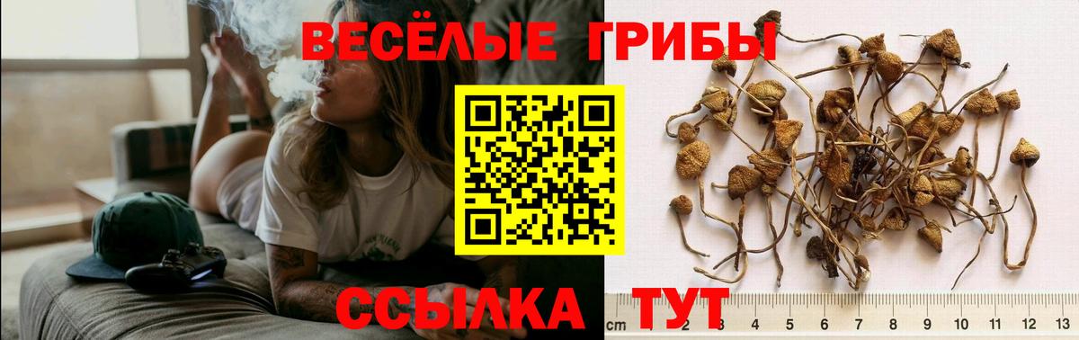 Псилоцибиновые грибы Cubensis Каменск-Шахтинский